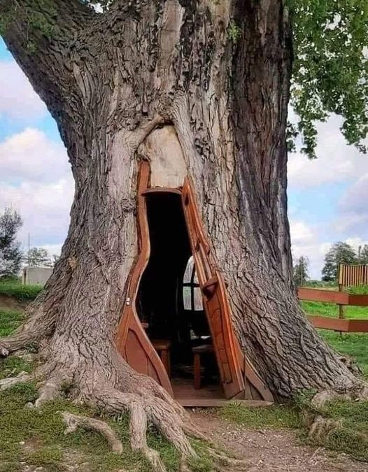 فلاح يصنع لنفسة بيتا في جذع شجرة عملاقة  “صورة