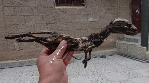علماء  يكتشفون حقل بيئي للديناصورات في اليمن “صور”