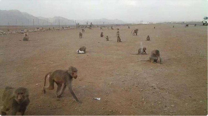 لاول مرة .. قردود متوحشه في محافظة البيضاء “صوره”